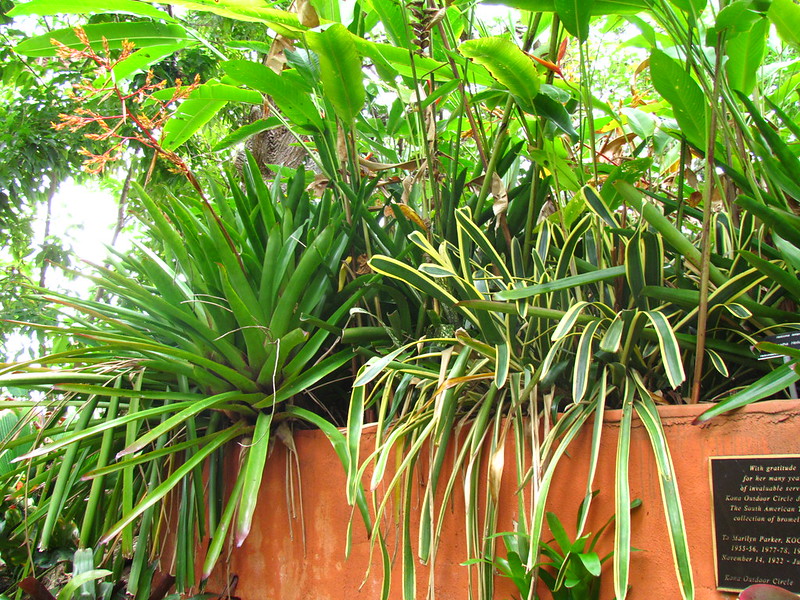 tropical urban garden harrow